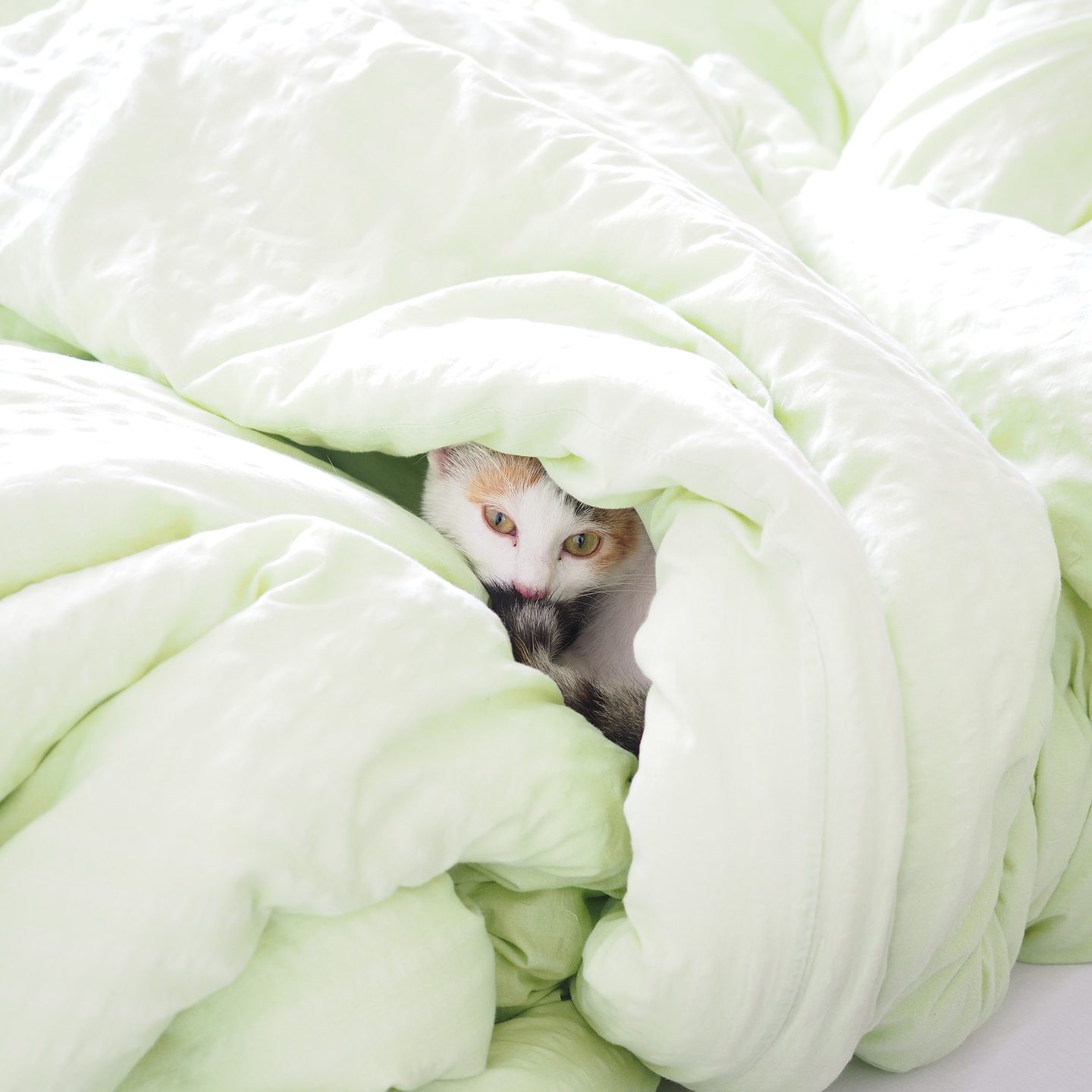 Cat under duvet
