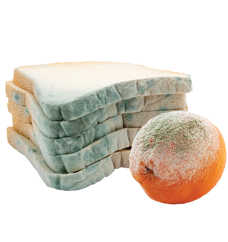 Mouldy Bread Orange