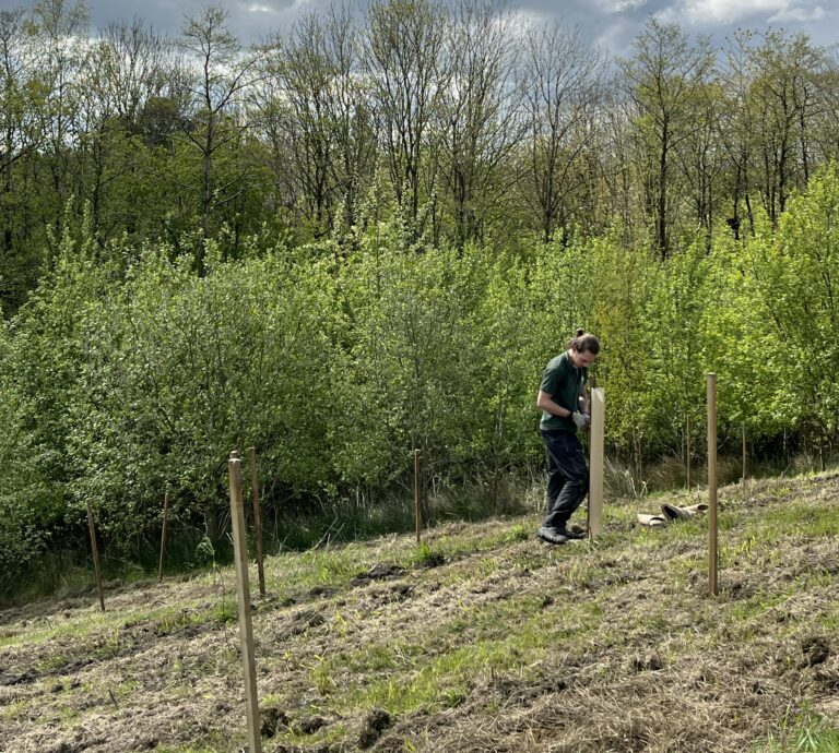 Planting trees to help convert ex-landfill into greener spaces