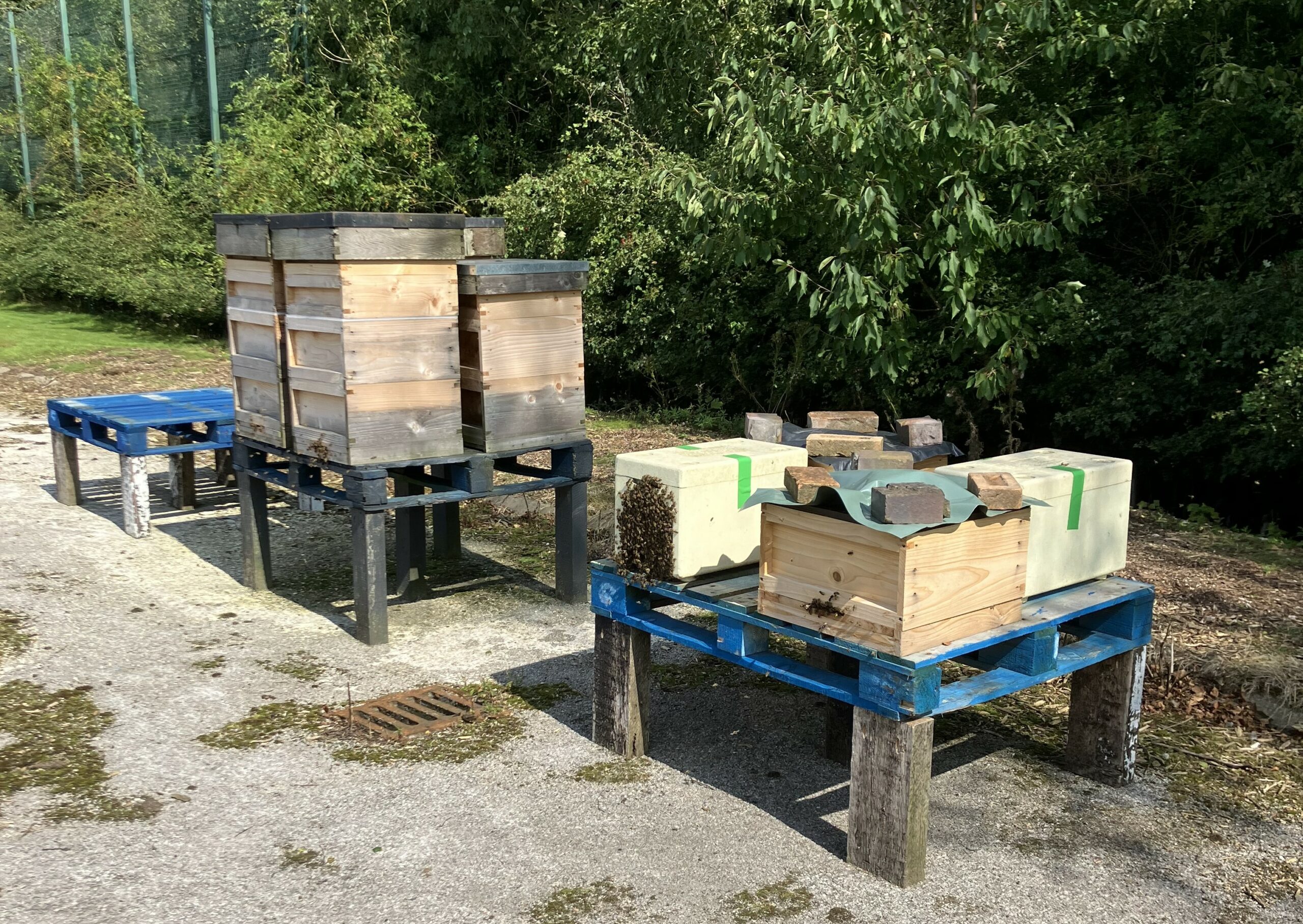 4 bee hives sit on top of tables made from pallets. Bees can be seen at the opening of each hive