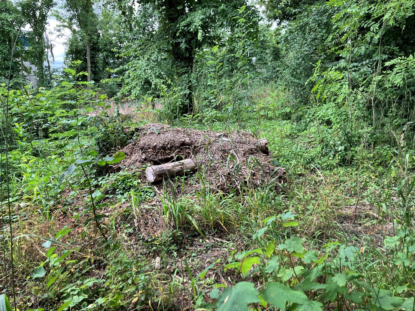 tree logs are piled into a mound on he floor of a lush green woodland