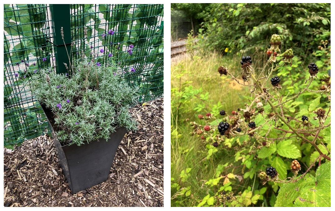 A planter of lavender next to a metal fence. Close up of ripe blackberries on a bush in a grassy area.